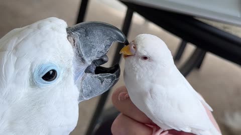 Cockatoo Tongues Little Parrot