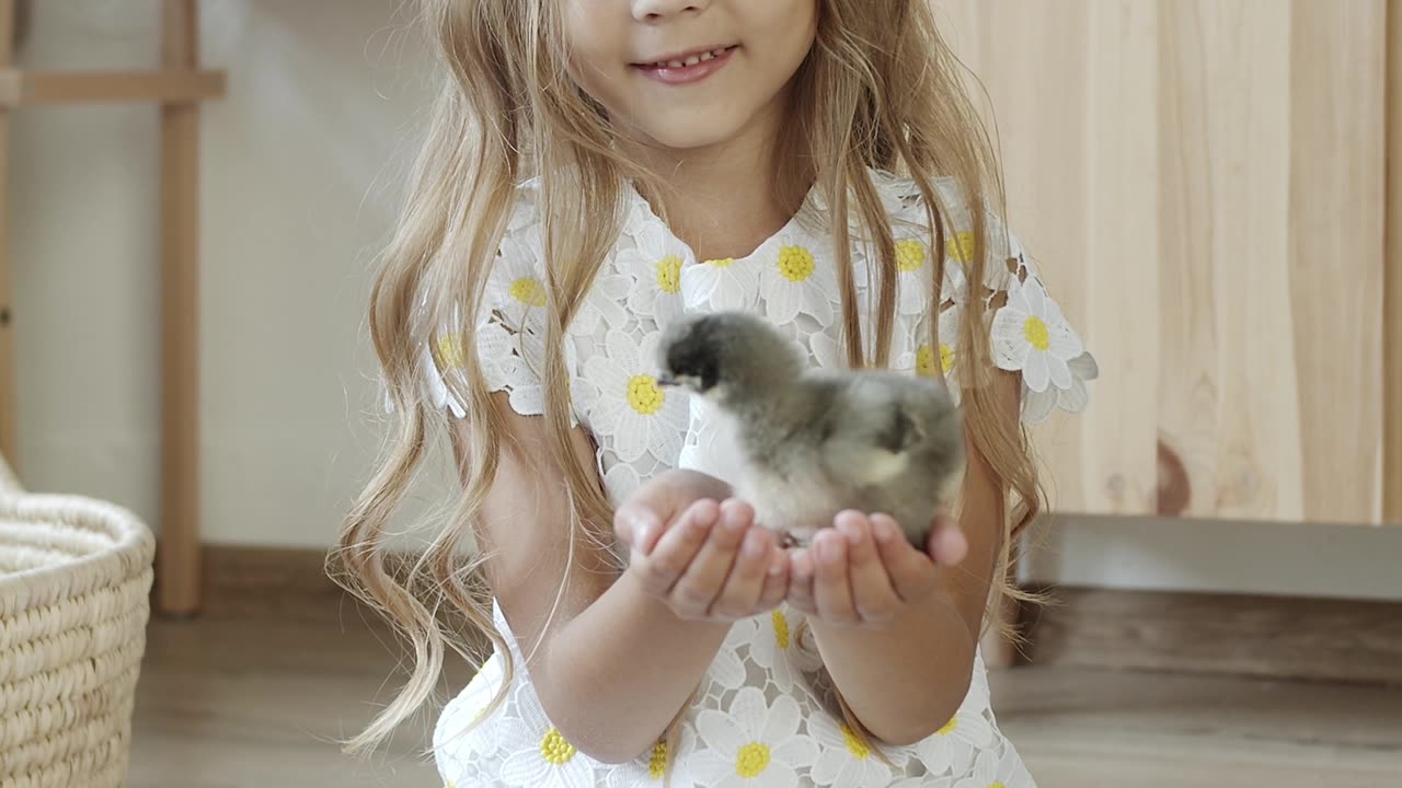 little cute girl playing with chicken #pets