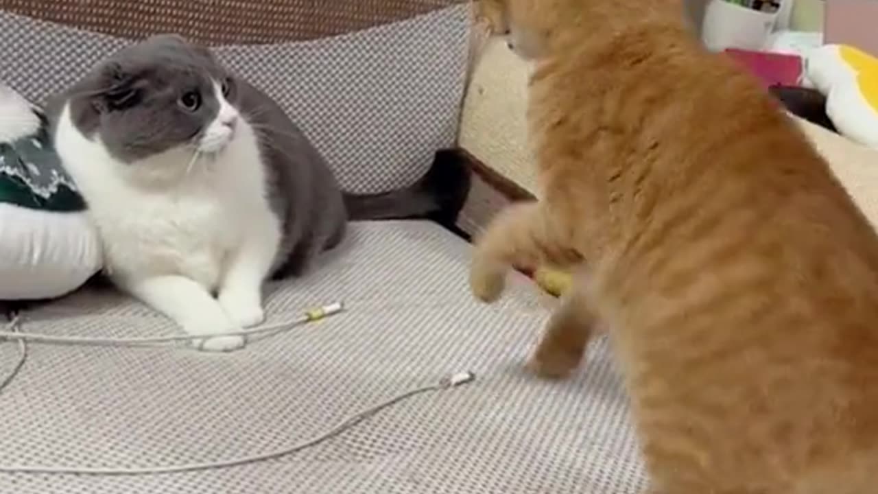 Funny cats