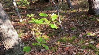 Curious Cubs Approach Hunter