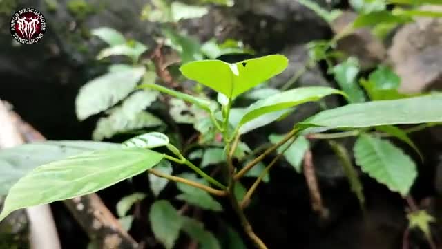 the natural beauty of the Kalimantan forest