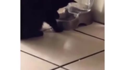 Funniest Animals 🐧 - Best Of The 2020 Funny Animal Videos 😁 - Cutest Animals Ever #6