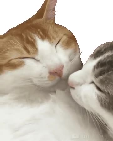 182 of the funniest video clips from Grltion TV