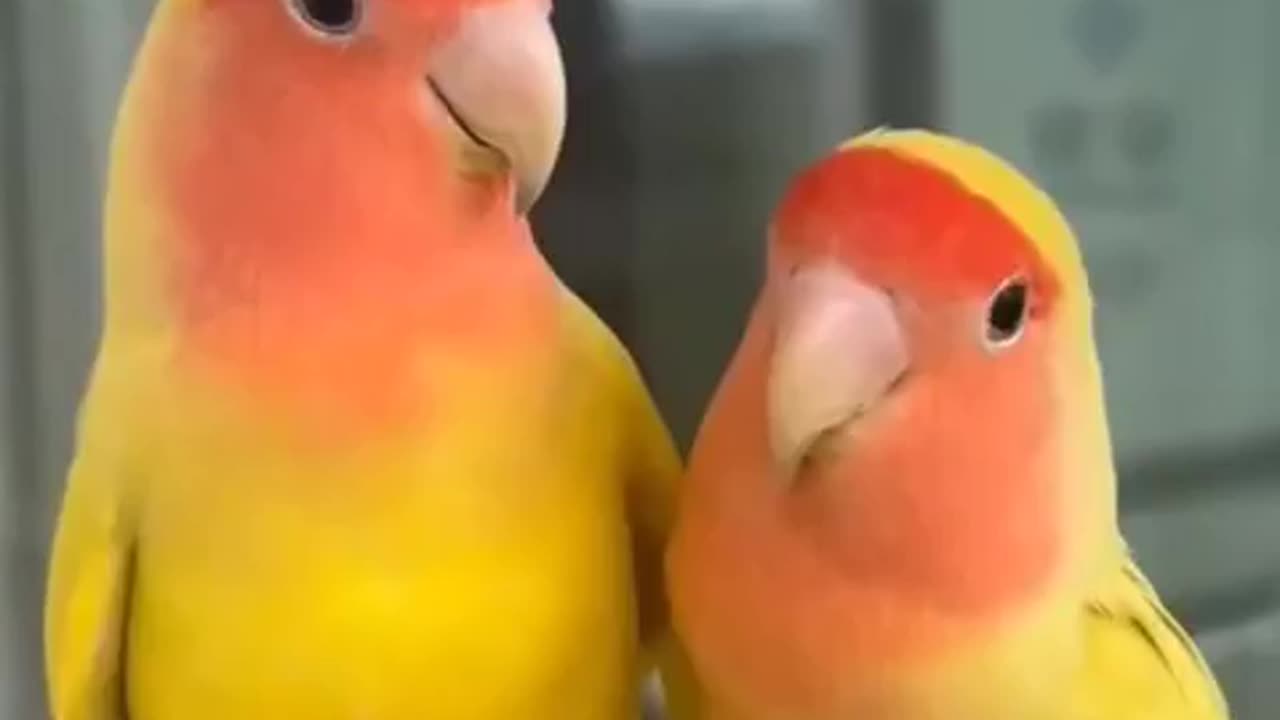 Adorable Lovebirds in Sweet Moments: Heartwarming Video