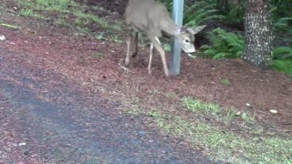 Just a bag of apples, please!