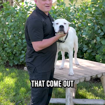 Top 3 Reasons You SHOULDN’T Buy a Dogo Argentino