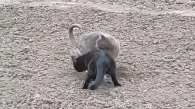 Funny animals - Funny cats / dogs - Funny animal videos