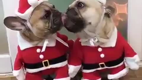 The cute dog on Christmas day looks so happy