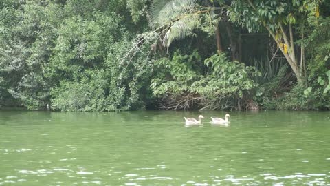 MÚSICAS RELAXANTES - IMAGENS LINDAS DA NATUREZA