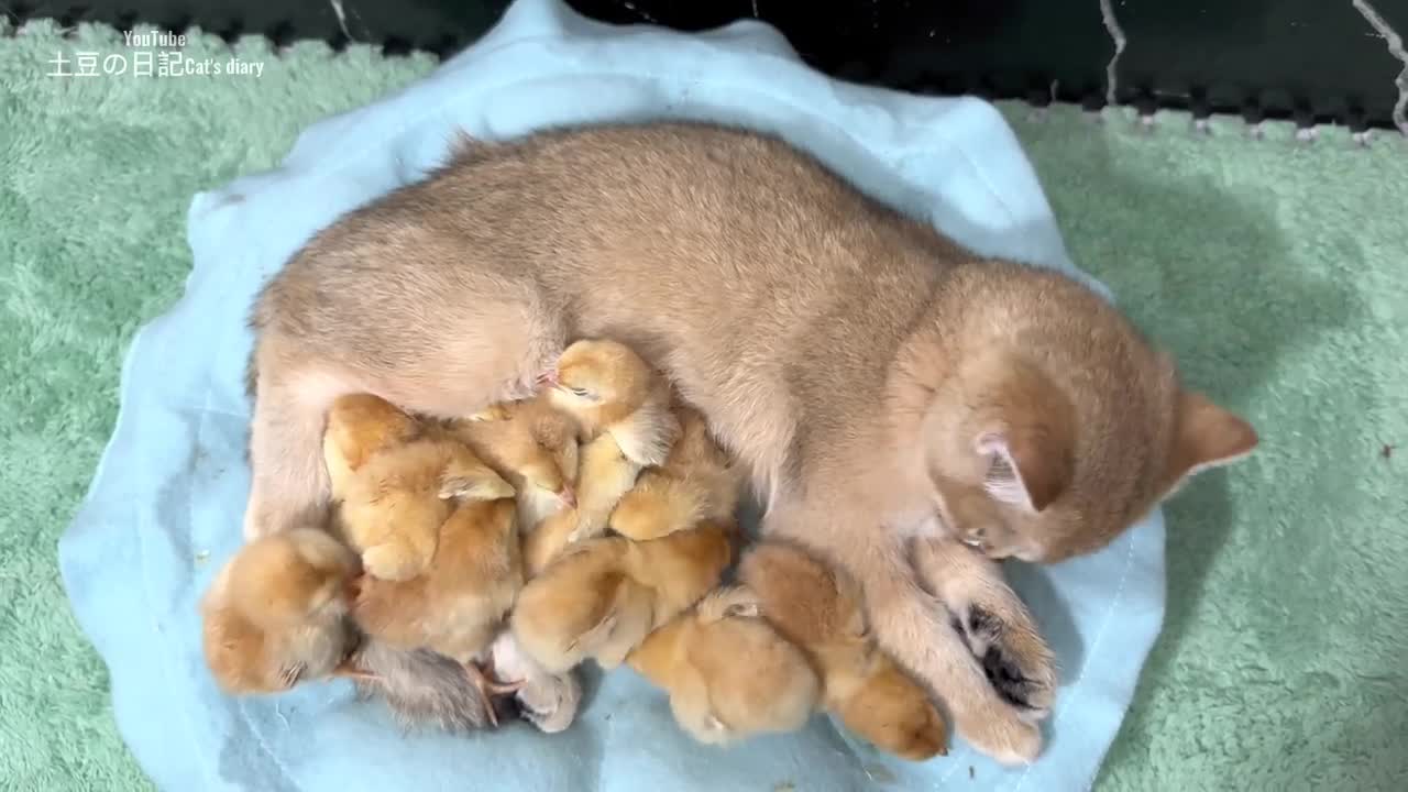 Kitty is a very qualified chick mother, a flock of chicks and cute kittens live happily 🐥😽