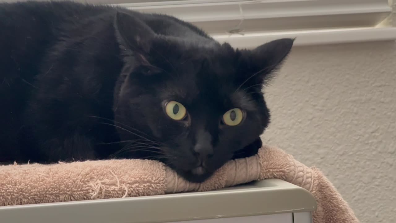 Adopting a Cat from a Shelter Vlog - Cute Precious Piper Has a Dreamy Face