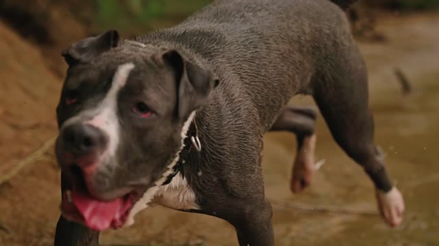 Dog Running on Riverside