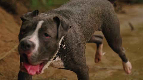 Dog Running on Riverside