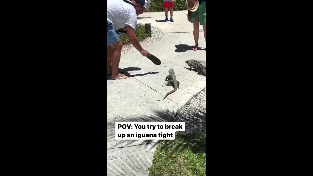 Angry iguana takes off with this person's sandal