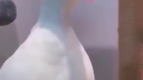 Funny videos #Duck#funny