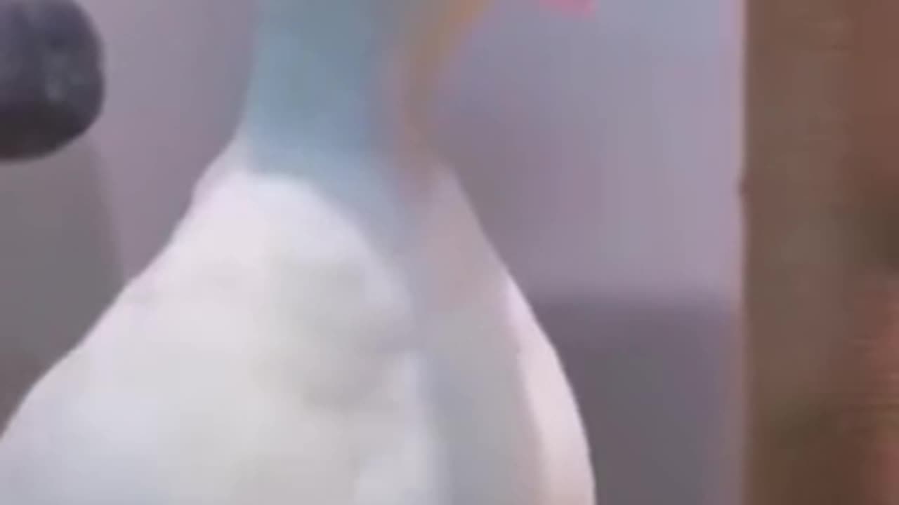 Funny videos #Duck#funny