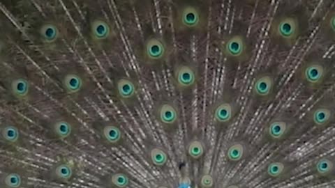 peacock.