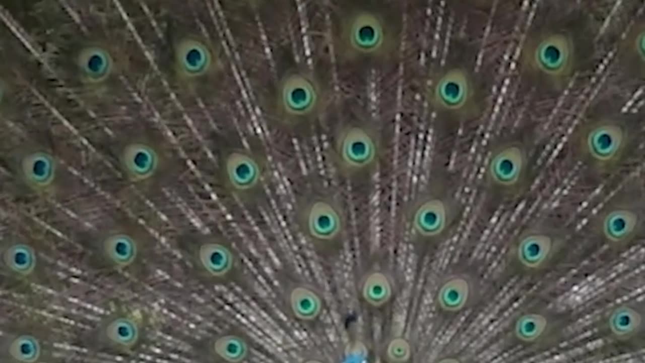 peacock.