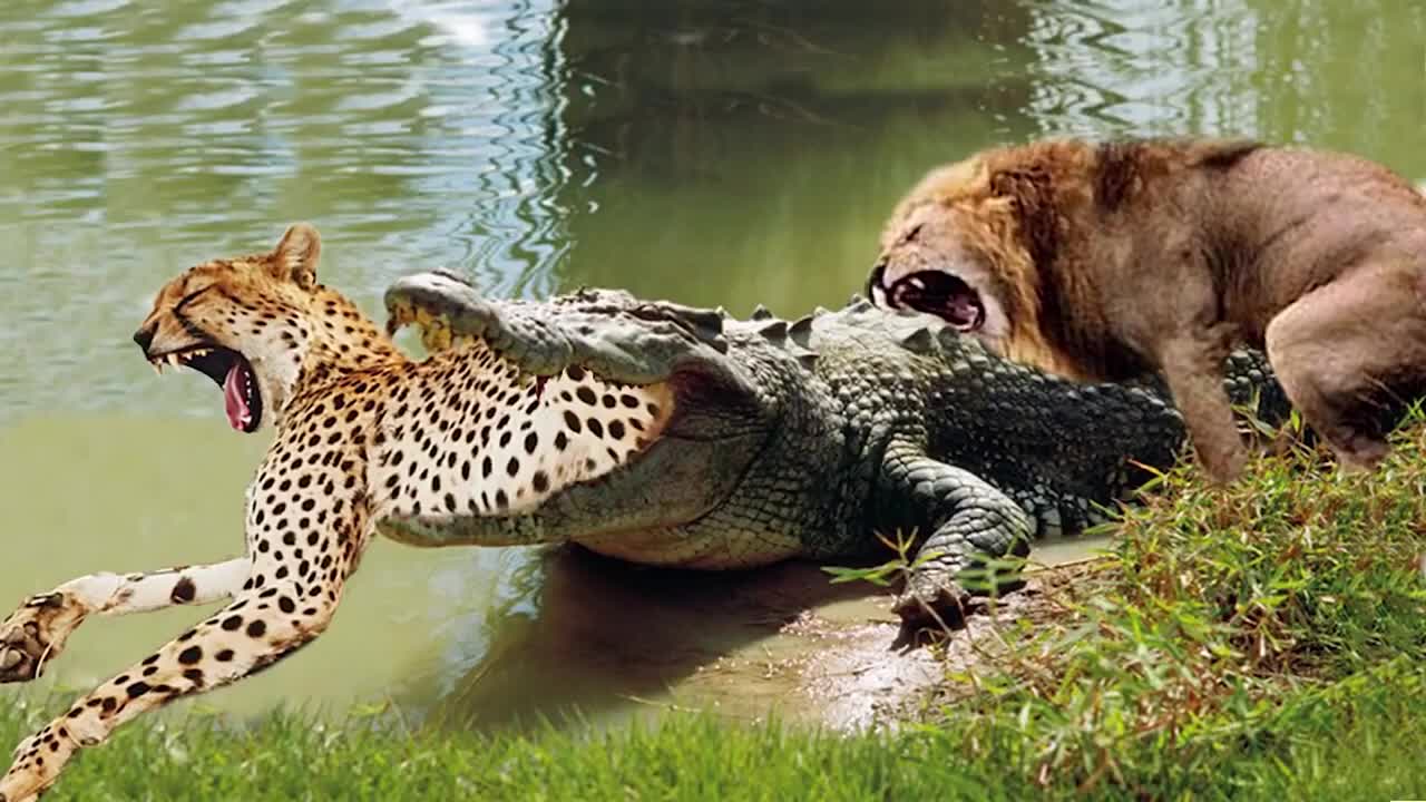 Crocodile hunting big cats Wooh..