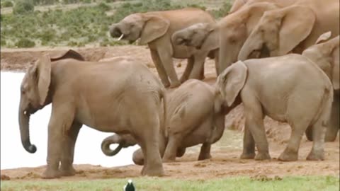 Elephant Funny time