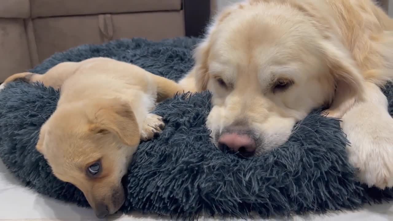 Puppy Loves to lie in bed with a Golden Retriever