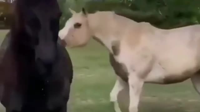 Funny and Cute Horse Videos That Will Change Your Mood For Good