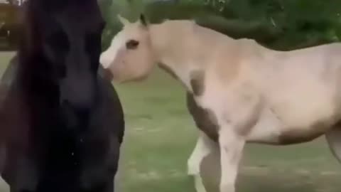 Funny and Cute Horse Videos That Will Change Your Mood For Good