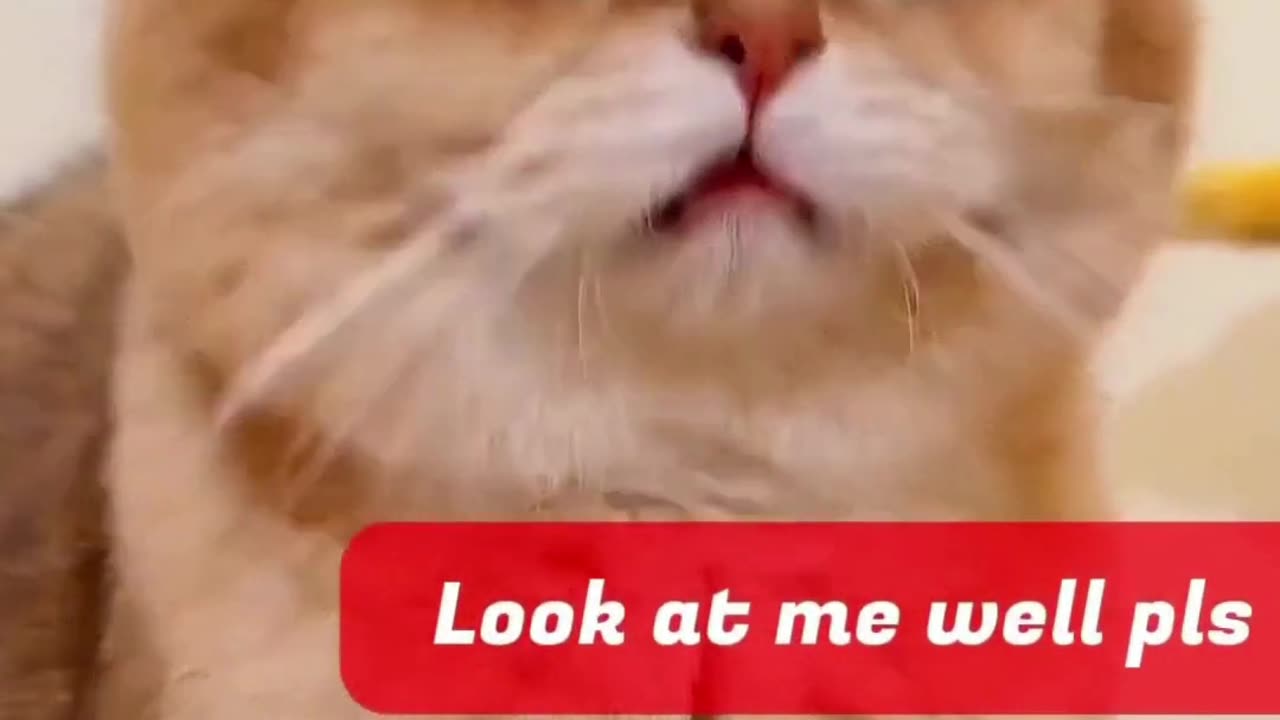 Amazing Cat Funny Video | Top 30 Cat Funny Video