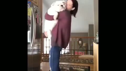 Funny Cute Puppy _ Dog Moments Try Not To Laugh 9
