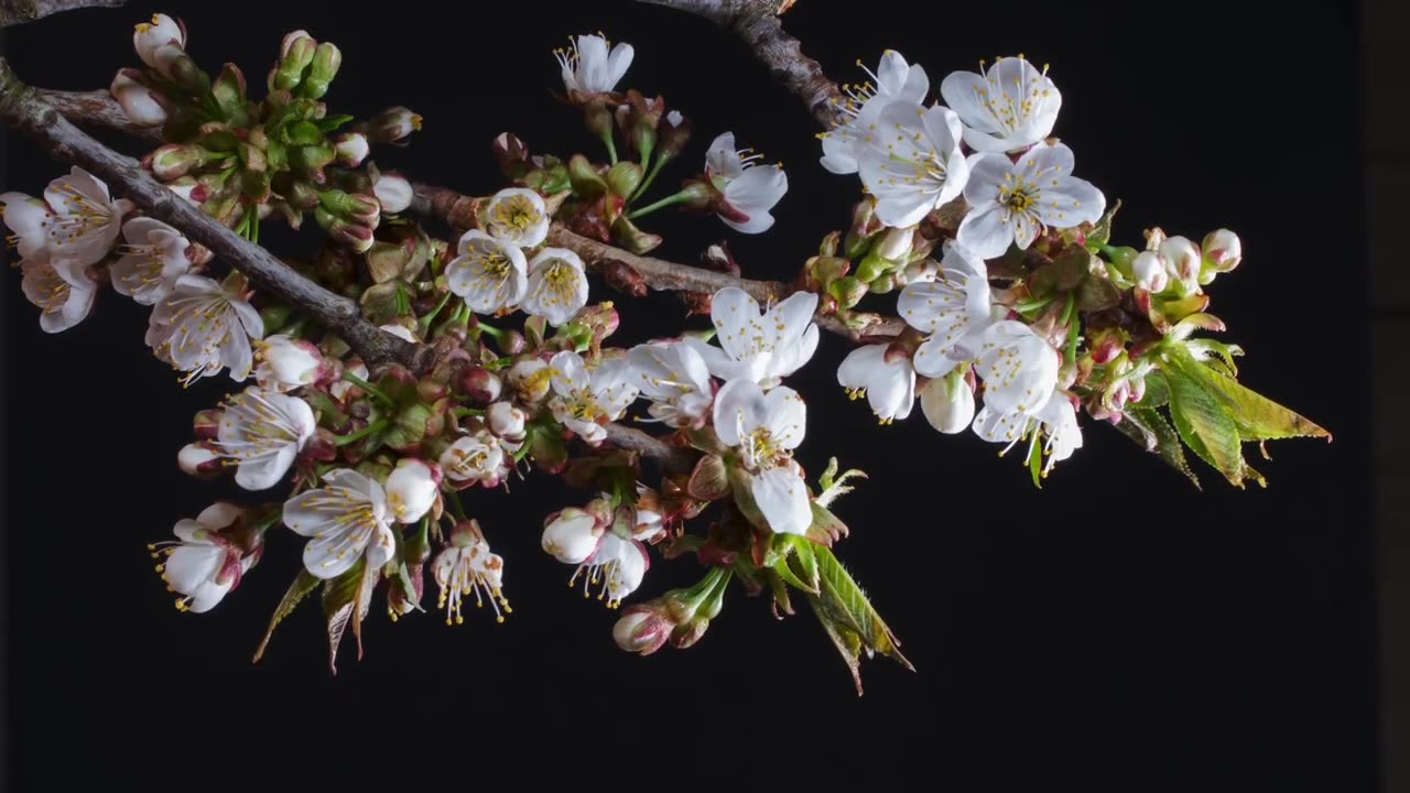 #FlowerTimelapse#BlossomTime#NatureInMotion#FlowerGrowth#TimeLapseFlowers#BloomingBeauty#NatureTime