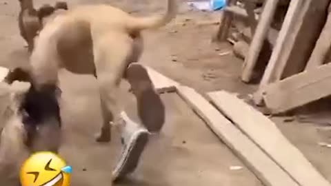 Funny animal videos