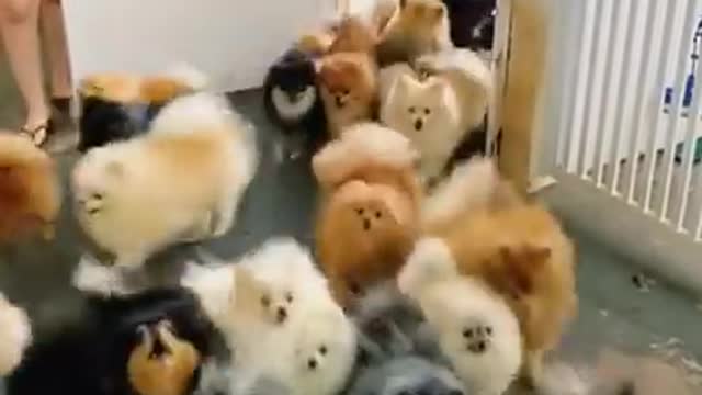 Wow so sweet pomeranian pets