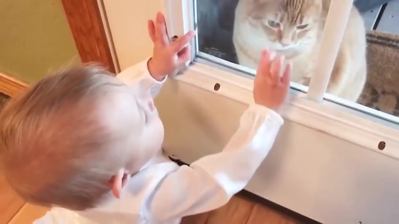 Funny babies playing with cats - Cute cat & baby videoscompilation