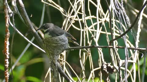 Malaysian pied fantail nest in our garden in northeastern Thailand Part 1