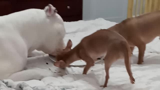 Pit bull sharing food with chihuahuas