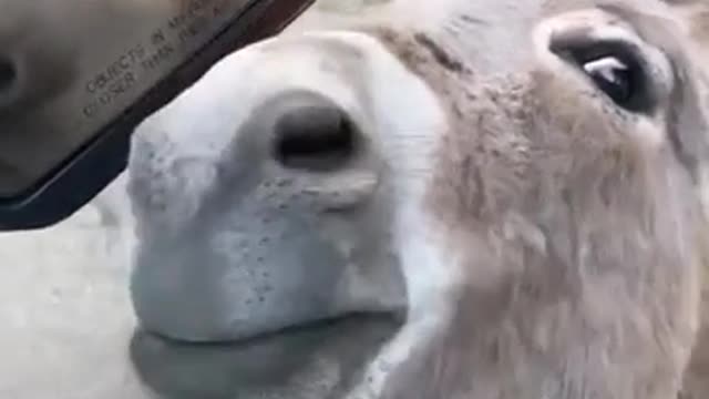 funny animals[cute donkey]