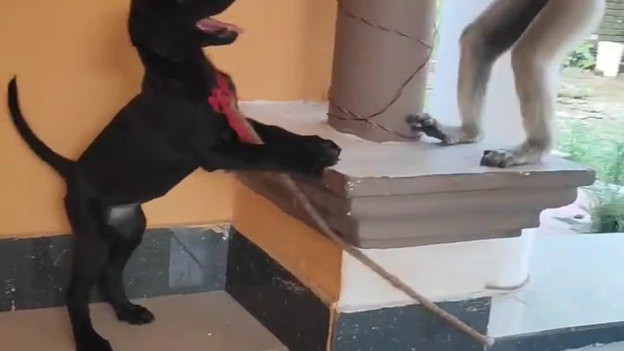 Funny video