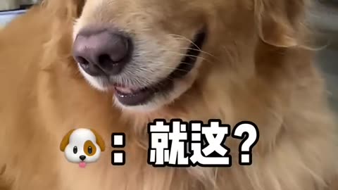 Comedy this is dog video