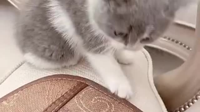 Funny and Cute Cat 😹😻