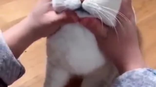 Most Satisfying Funny Cat Video #shorts