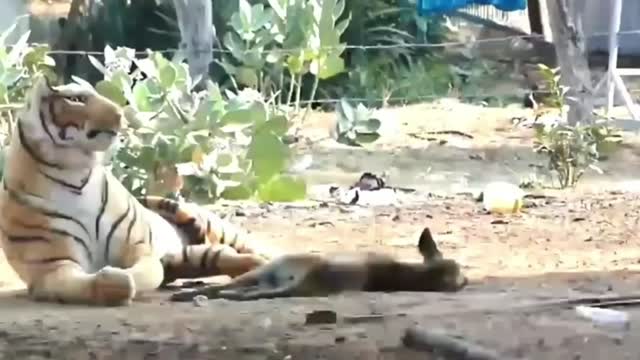 animal funny / funny video / #short