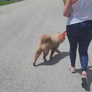 Check out one of our students, Mr. Chow the Chow Chow, before his board and train!