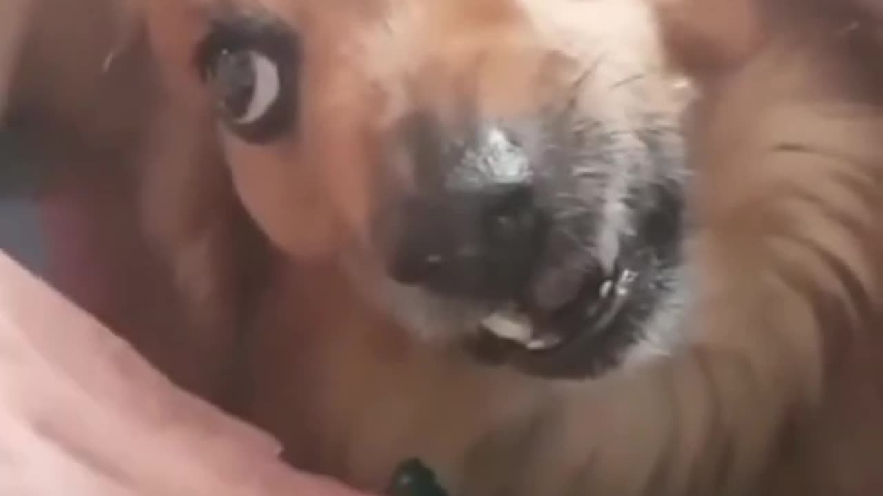 extremly funny animal video