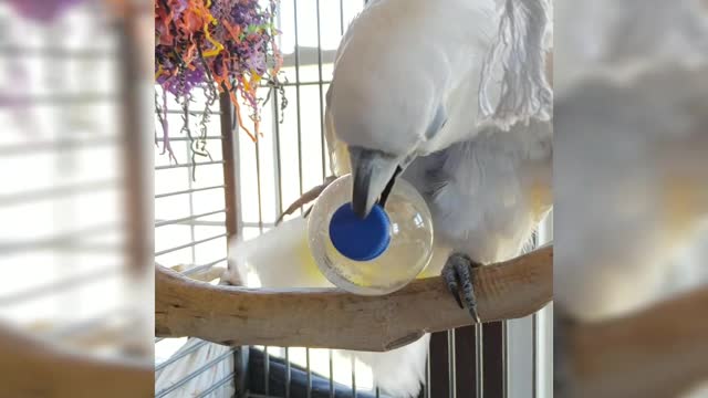 9 out of 10 Cockatoos Prefer Pepsi