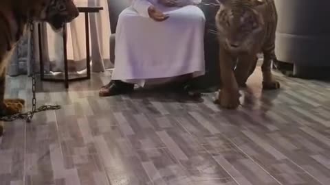 man with lion so amazing clip