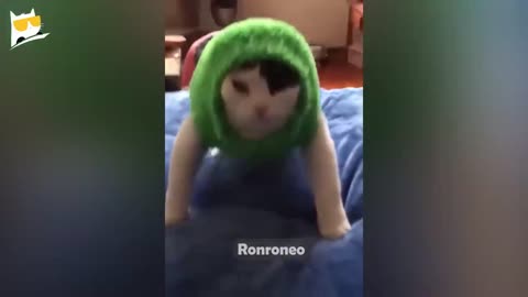 Funny animal
