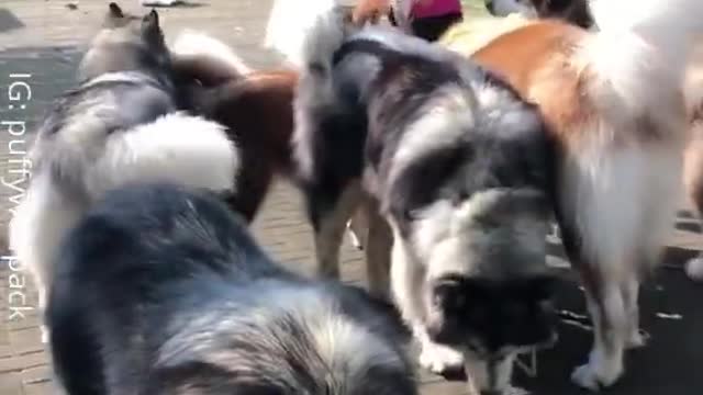 Giant Alaskan Malamutes