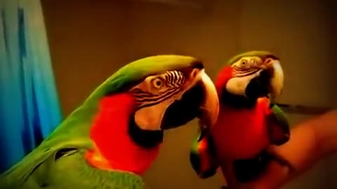 funny bird parrot