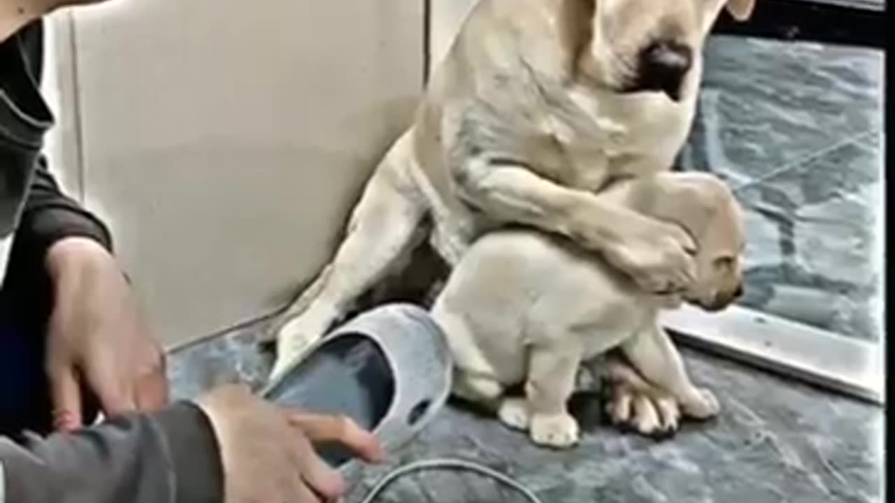 Caring on your baby dogs puppies🐕🐶in the good videos mom love❤❤❤