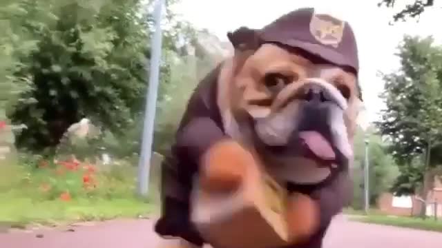 Funny pup adorably smiles for the camera